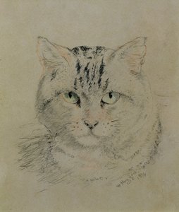Tabby Cat, 1874 (blyant, farveblyant og kul på papir)