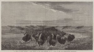En flok bisons krydser en flodbund på Upper Missouri, i den sene internationale udstilling af William Jacob, Sr. Hays