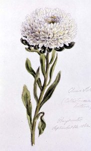 China Aster, malet ved Bayswater