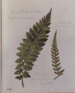 Common Prickly Shield-bregne, malet i Brantwood, 30. november 1857 (akvarel på papir) af William James Linton