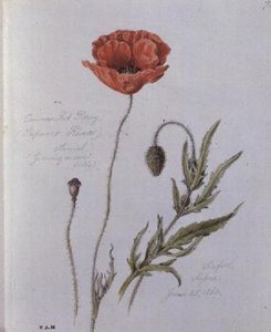 Almindelig rød valmue, malet i Seaford, Sussex, 25. juni 1860 (akvarel på papir)