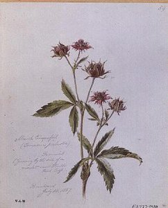 Marsh Cinquefoil, malet i Brentwood af William James Linton