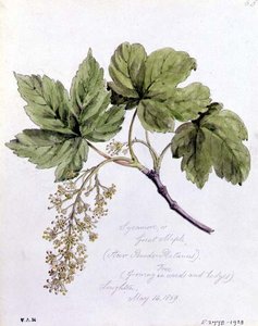 Sycamore, eller Great Maple, malet i Loughton