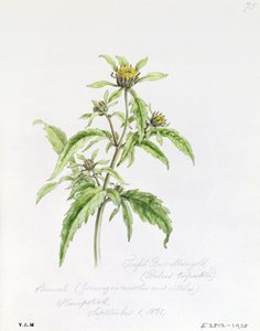 Trifid Burr-Marigold, malet i Hampstead, 1. september 1861 af William James Linton