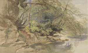 Ansigt i Stapleton Wood, nær Bristol