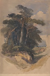 Pines på Hampstead Heath af William James Muller