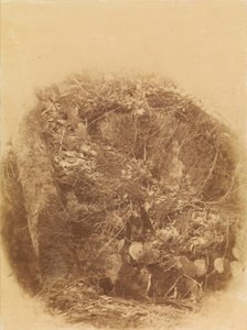 Uden titel, fra porteføljen The Forest: Adirondack-skoven af William James Stillman
