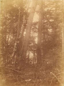 Uden titel, fra porteføljen The Forest: Adirondack-skoven af William James Stillman