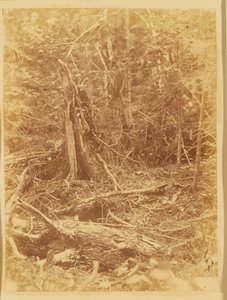 Uden titel, fra porteføljen The Forest: Adirondack-skoven