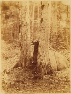 Uden titel, fra porteføljen The Forest: Adirondack-skoven