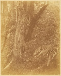 Uden titel, fra porteføljen The Forest: Adirondack-skoven