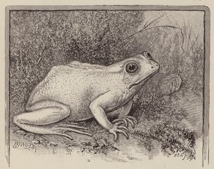 En albino-frø (gravering) af William James Webbe
