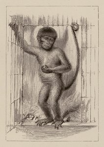 Den sorte abe (kobberstik) af William James Webbe