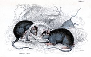 Gravering af sort rotte fanget i fælden, 1838 af William Jardine