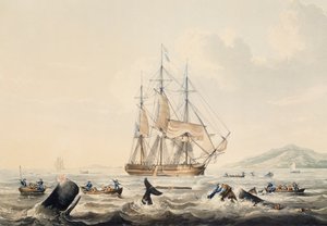 Whaling in South Seas, gravering af William John Huggins (1781-1845), 44x57 cm