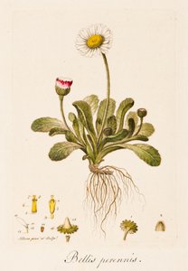 Flerårige krige, Daisy, c1770-1790.