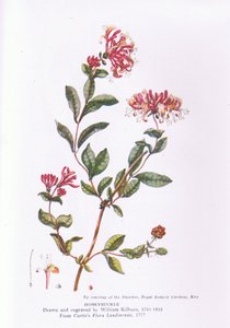 Honeysuckle, Nature in Britain udgivet af Collins, 1946 af William Kilburn
