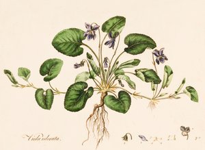 Sød Violet, c1770-1790.