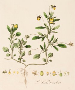Bratsch tricolor, vild stedmoderblomst, c1770-1790.