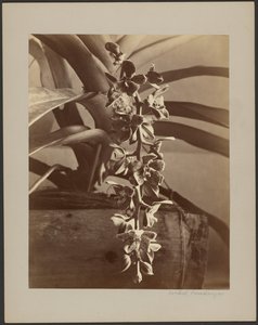 Orkideer, Ceylon af William Louis Henry Skeen