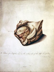 Study of the Brain II, ca. 1850 (akvarel på papir) af William Lover