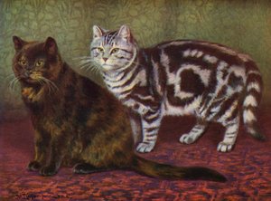 Skildpaddekatten og Tabby One (farve litho)