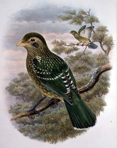 Ailuroedus Crassirostris, Grøn kattefugl (farve litho)