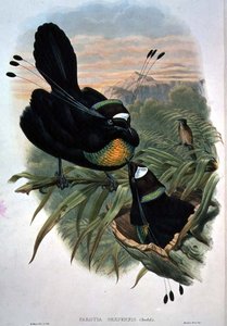 Arfak Paradisfugl med seks ledninger (farve litho)