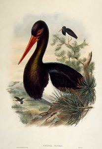 Sort stork (Ciconia nigra), litografi fra Birds of Great Britain