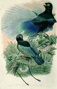 Blue Bird of Paradise (farve litho)