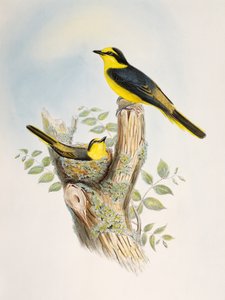 Brunrumpet minivet (Pericrocotus cantonensis), litografi fra Birds of Asia af William Matthew Hart