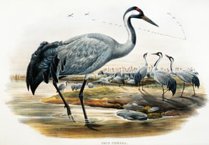 Trane (Grus cinerea), litografi fra Birds of Great Britain
