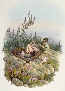 Common Cuckoo, af John Gould (1804-1881), litografi af William Matthew Hart (1830-1908), Storbritannien af William Matthew Hart