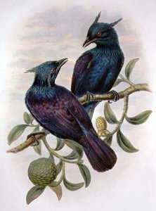 Phonygama Purpureiviolacea (farve litho) af William Matthew Hart
