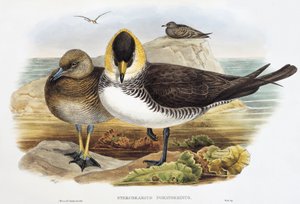 Pomarin Jaeger (Stercorarius pomarinus), litografi fra Birds of Great Britain af William Matthew Hart