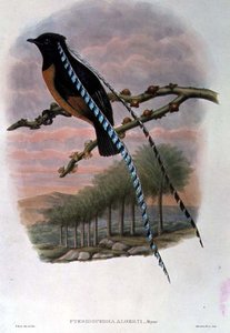 Pteridophora Alberti, konge af Sachsen Paradisfugl (farve litho)