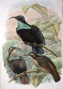 Ptiloris Paradiseus, Rifle Bird of Paradise (farve litho) af William Matthew Hart