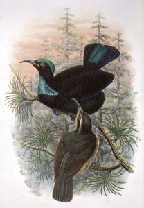 Ptiloris Victoriae, Victoria Rifle Bird of Paradise (farve litho)
