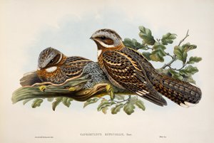 Rødhalset Nightjar (Caprimulgus ruficollis), litografi fra Birds of Great Britain