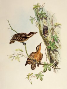 Sunda Spætte (Dendrocopos moluccensis), litografi fra Birds of Asia af William Matthew Hart