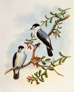 Torrent Robin (Monachella muelleriana), gravering af William Matthew Hart (1830-1908), Storbritannien