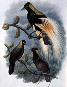 Trichoparadisea Gulielmi (farve litho)