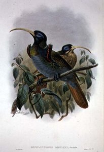Hvid seglnæbbet paradisfugl (farve litho) af William Matthew Hart