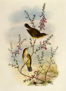 Hvidplettet fluesnapper (Pseudogerygone notata), gravering af William Matthew Hart (1830-1908), Storbritannien af William Matthew Hart