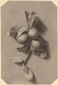 En kvist blommer af William Michael Harnett