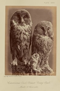 Cinereous Owl; Stor Grå Ugle. Han og hun af William Notman