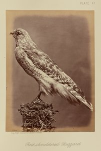 Rødskuldret musvåge af William Notman