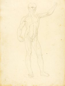 (En Ecorche, set forfra) af William Page