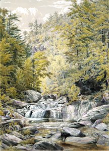 Catskill nellike, 1856.