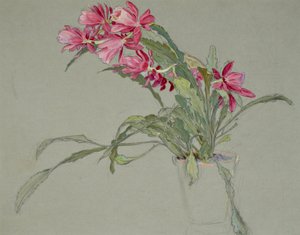 Julekaktus, ca. 1920-30 (akvarel)
